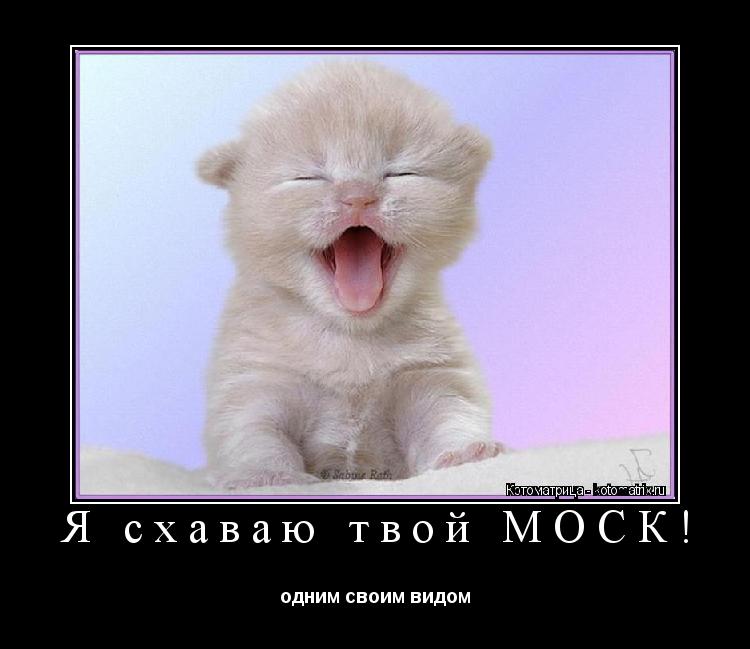 Котоматрица: Я схаваю твой МОСК! одним своим видом