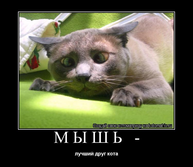 Котоматрица: МЫШЬ -  лучший друг кота