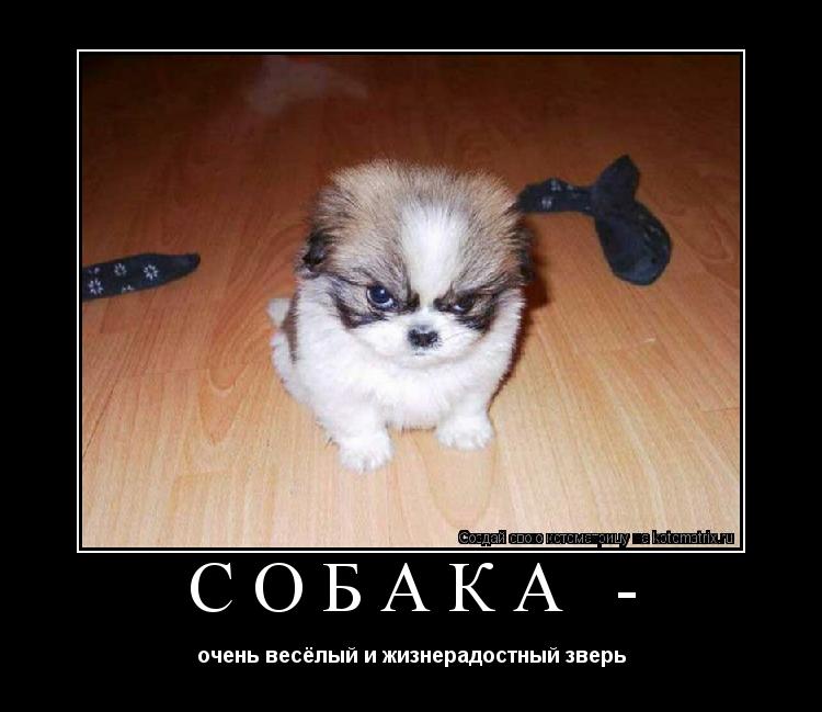 Котоматрица: СОБАКА - очень весёлый и жизнерадостный зверь