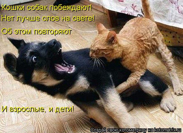 Котоматрица: Кошки собак побеждают! Нет лучше слов на свете! Об этом повторяют И взрослые, и дети!