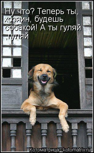 Котоматрица: Ну что? Теперь ты, хозяин. будешь собакой! Ну что? Теперь ты, хозяин, будешь  собакой! А ты гуляй ,гуляй