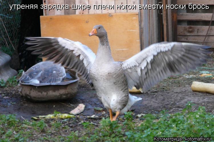 Котоматрица: утреняя зарядка шире плечи ногои вмести носки брось