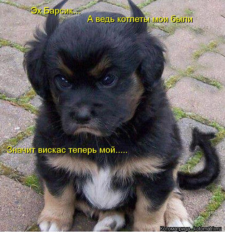 Котоматрица: Эх Барсик... А ведь котлеты мои были Значит вискас теперь мой.....