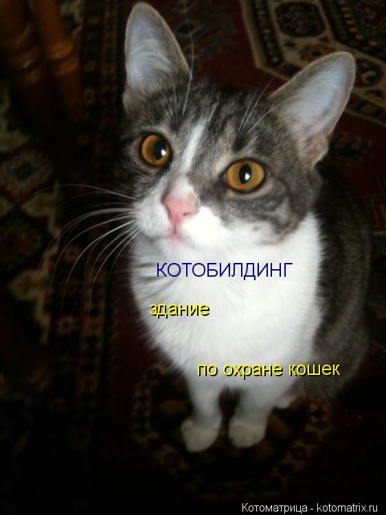 Котоматрица: КОТОБИЛДИНГ здание  по охране кошек