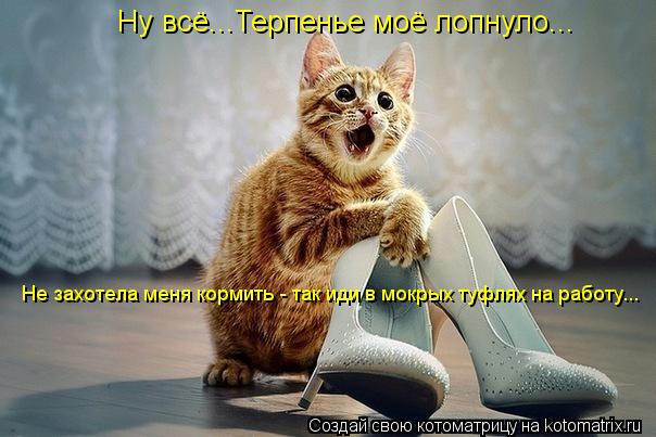 Ну всё...Терпенье моё лопнуло... Не захотела меня кормить - так иди в мокрых туфлях на работу...... Котоматрица: Ну всё...Терпенье моё лопнуло... Не захотела меня кормить - так иди в мокрых туфлях на работу...