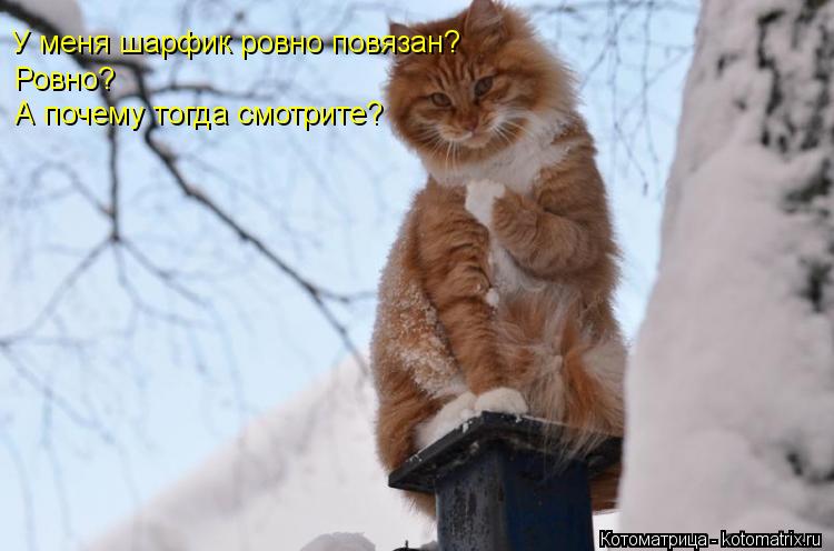Котоматрица: У меня шарфик ровно повязан? Ровно? А почему тогда смотрите?