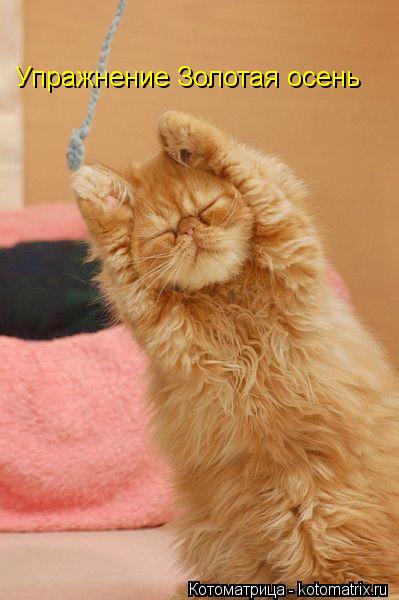 Котоматрица: Упражнение Золотая осень