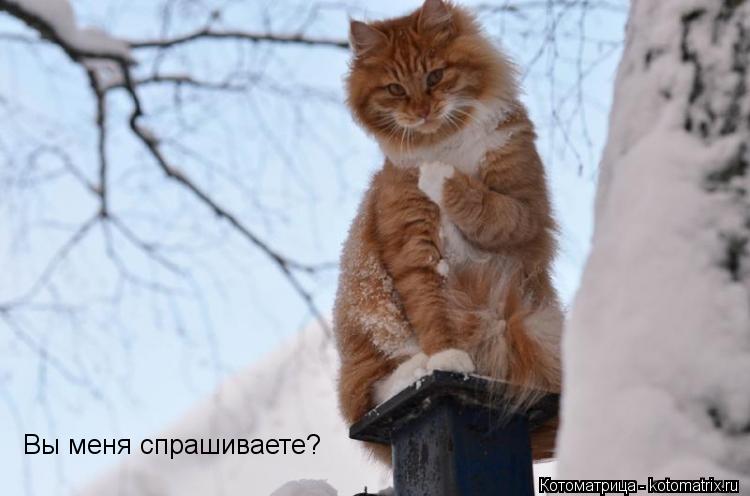 Котоматрица: Вы меня спрашиваете?
