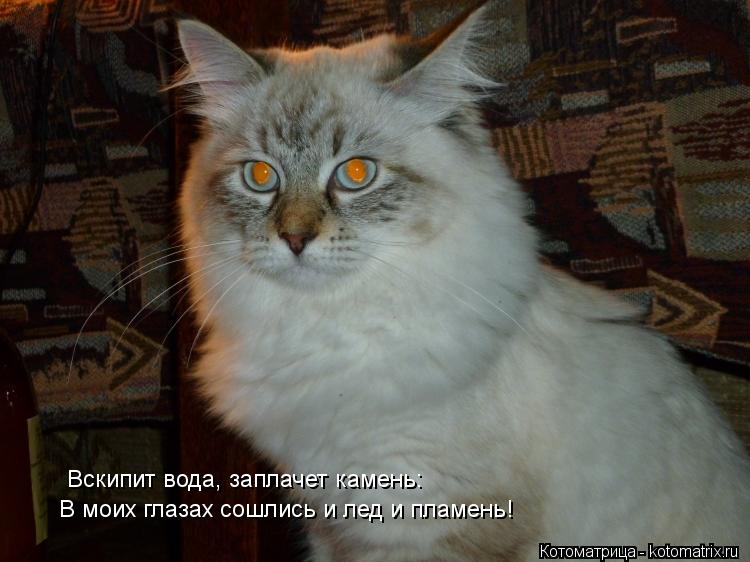 Котоматрица: В моих глазах сошлись и лед и пламень! Вскипит вода, заплачет камень: