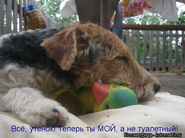 Котоматрица: Всё, утёнок! Теперь ты МОЙ, а не туалетный!