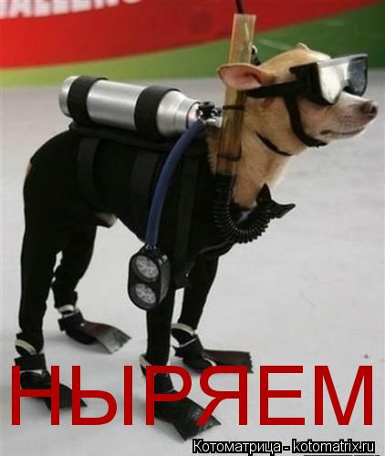 Котоматрица: НЫРЯЕМ