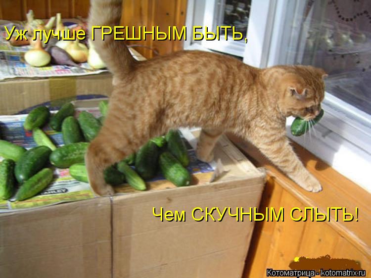 Котоматрица: Уж лучше ГРЕШНЫМ БЫТЬ, Чем СКУЧНЫМ СЛЫТЬ!