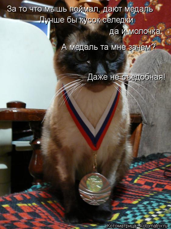 Котоматрица: За то что мышь поймал, дают медаль Лучше бы кусок селедки да и молочка. А медаль та мне зачем? Даже не съедобная!