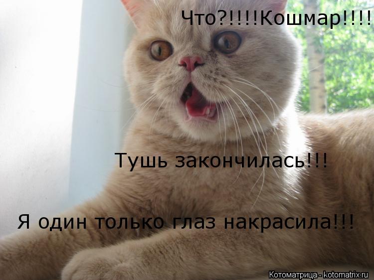 Котоматрица: Что?!!!!Кошмар!!!! Что?!!!!Кошмар!!!!Мурзик!!!Тушь закончлась!!!!Я один глаз только накрасила!!!! Что?!!!!Кошмар!!!!Мурзик!!!Тушь закончлась!!!!Я один глаз