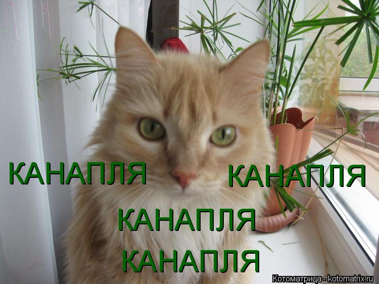 КАНАПЛЯ КАНАПЛЯ КАНАПЛЯ КАНАПЛЯ КАНАПЛЯ... Котоматрица: КАНАПЛЯ КАНАПЛЯ КАНАПЛЯ КАНАПЛЯ КАНАПЛЯ