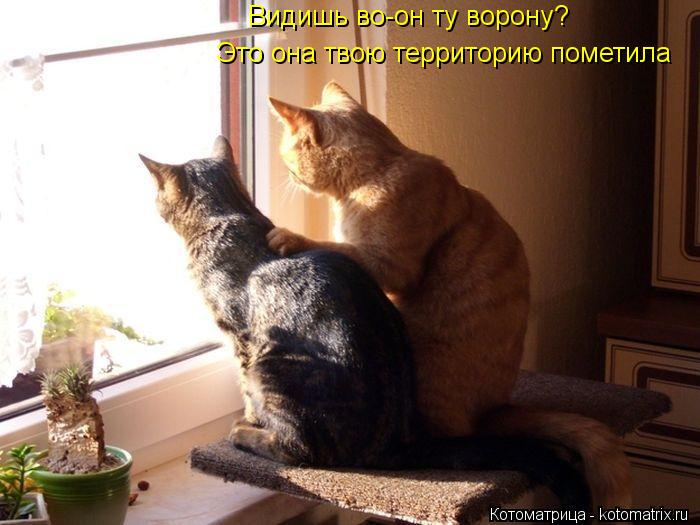 Котоматрица: Видишь во-он ту ворону? Это она твою территорию пометила