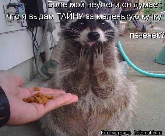 Котоматрица: Боже мой,неужели он думает, что я выдам ТАЙНУ за маленькую кучку печенек?  что я выдам ТАЙНУ за маленькую кучку печенек?   печенек?