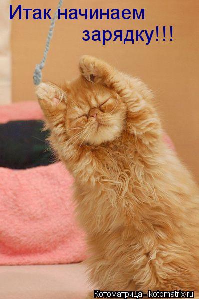 Котоматрица: Итак начинаем зарядку!!!