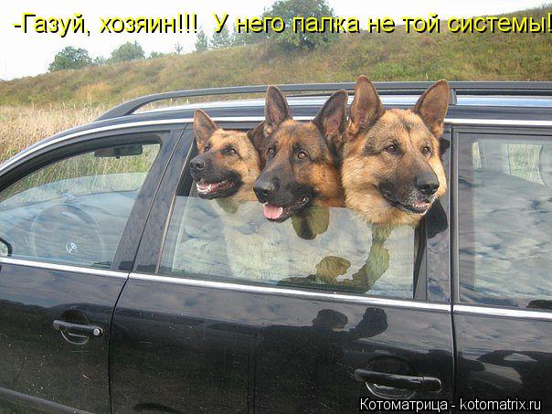 Котоматрица: -Газуй, хозяин!!!  У него палка не той системы!