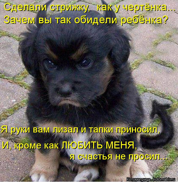 Котоматрица: Сделали стрижку,  как у чертёнка... Зачем вы так обидели ребёнка? Я руки вам лизал и тапки приносил, И, кроме как ЛЮБИТЬ МЕНЯ,  я счастья не прос