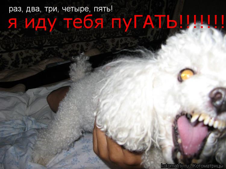 Котоматрица: раз, два, три, четыре, пять! я иду тебя пуГАТЬ!!!!!!!