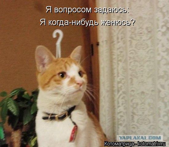 Котоматрица: Я вопросом задаюсь: Я когда-нибудь женюсь?