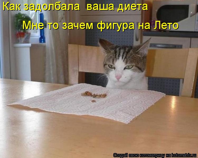 Котоматрица: Как задолбала  ваша диета Мне то зачем фигура на Лето