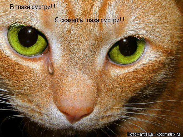 Котоматрица: В глаза смотри!!! Я сказал в глаза смотри!!!