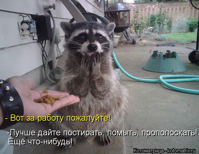 Котоматрица: -Лучше дайте постирать, помыть, прополоскать! - Вот за работу пожалуйте! Ещё что-нибудь!