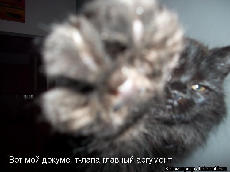 Котоматрица: Вот мой документ-лапа главный аргумент