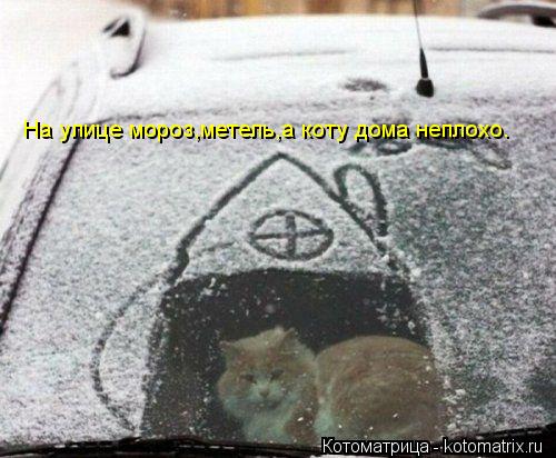 На улице мороз,метель,а коту дома неплохо.... Котоматрица: На улице мороз,метель,а коту дома неплохо.
