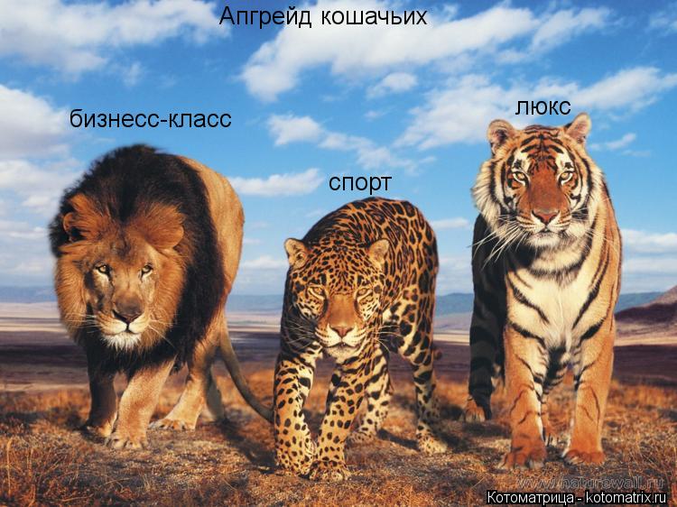 Котоматрица: спорт люкс бизнесс-класс Апгрейд кошачьих