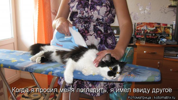 Котоматрица: Когда я просил меня погладить,  другое Когда я просил меня погладить, я имел ввиду другое