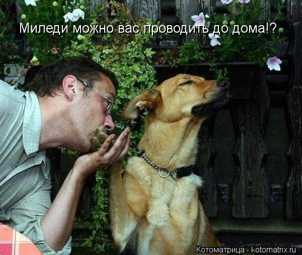 Котоматрица: Миледи можно вас проводить до дома!?