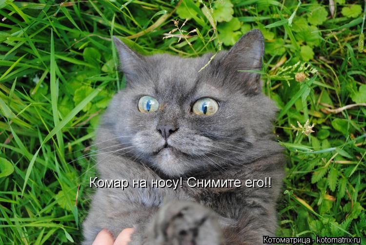 Котоматрица: Комар на носу! Снимите его!!