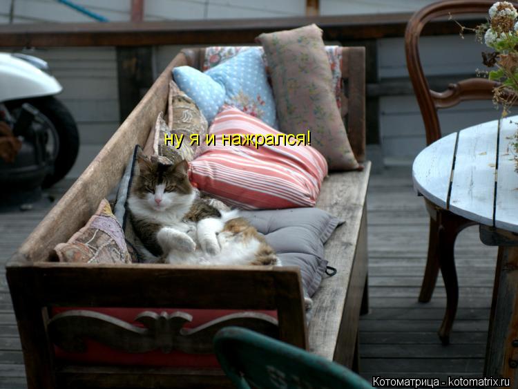 Котоматрица: ну я и нажрался!