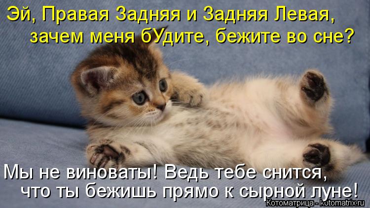 Котоматрица: Эй, Правая Задняя и Задняя Левая, зачем меня бУдите, бежите во сне?  Мы не виноваты! Ведь тебе снится,  что ты бежишь прямо к сырной луне!