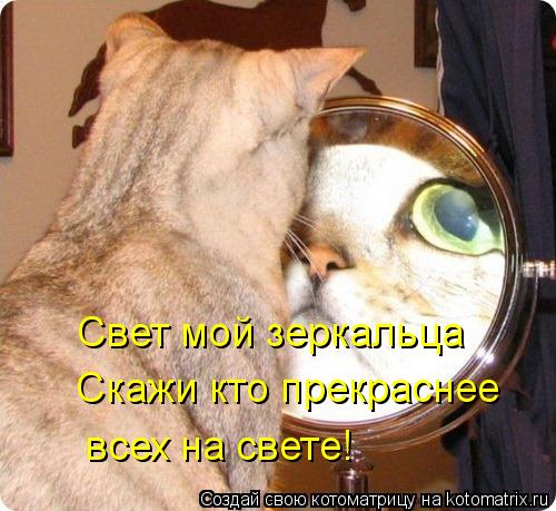 Котоматрица: Свет мой зеркальца Скажи кто прекраснее всех на свете!