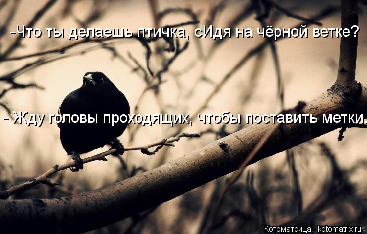 Котоматрица: -Что ты делаешь птичка, сИдя на чёрной ветке? - Жду головы проходящих, чтобы поставить метки...