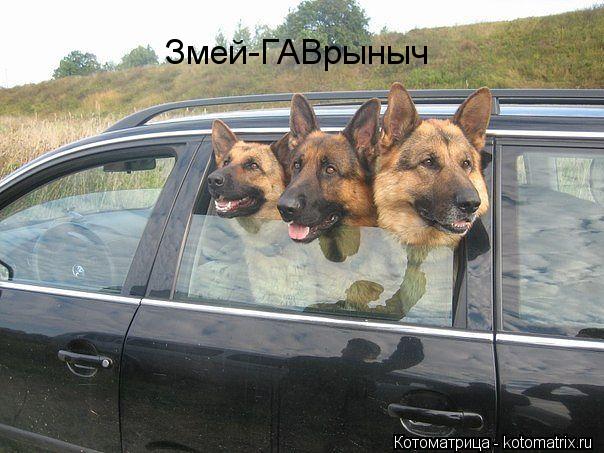 Котоматрица: Змей-ГАВрыныч