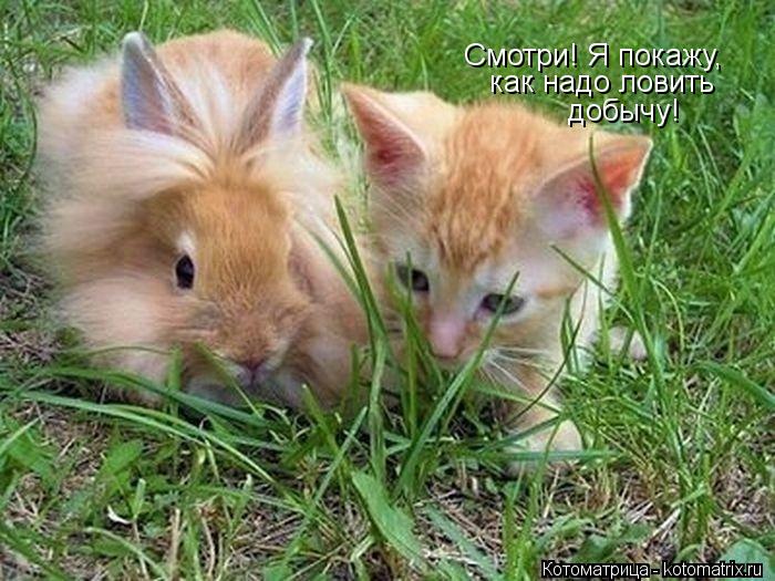 Котоматрица: Смотри! Я покажу, как надо ловить добычу!