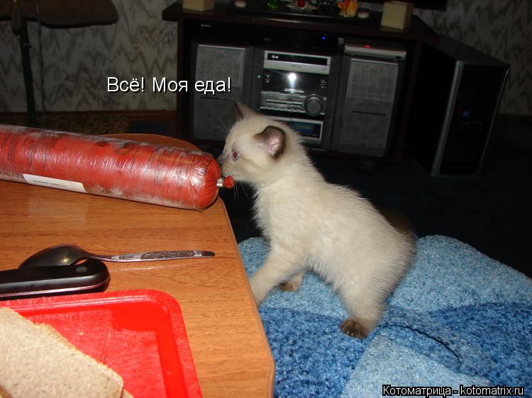 Котоматрица: Всё! Моя еда!