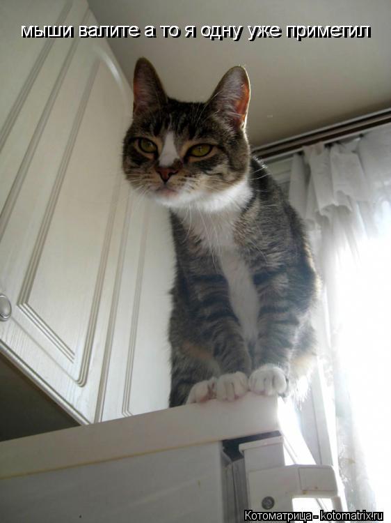 Котоматрица: мыши валите а то я одну уже приметил мыши валите а то я одну уже приметил