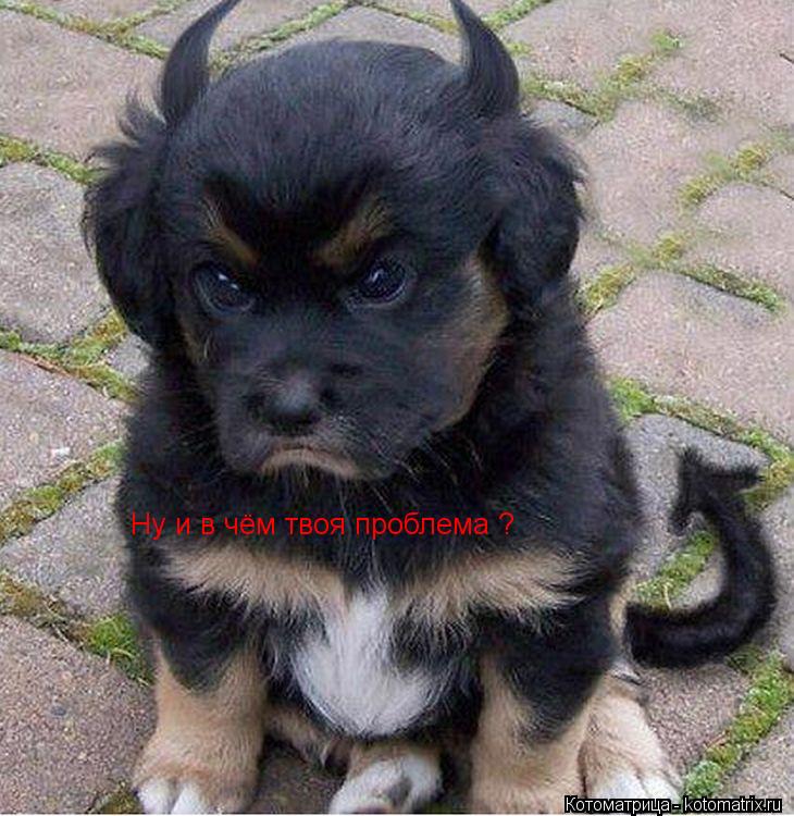 Котоматрица: Ну и в чём твоя проблема ?