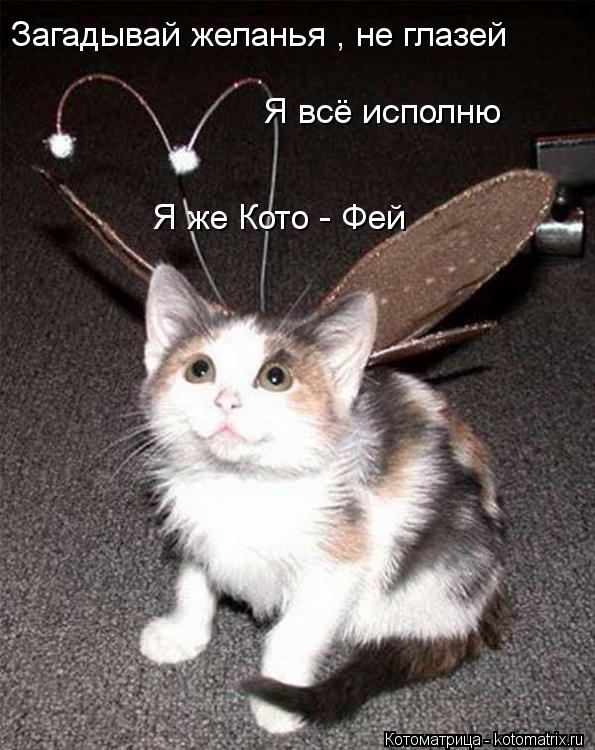 Котоматрица: Загадывай желанья , не глазей Я всё исполню Я же Кото - Фей