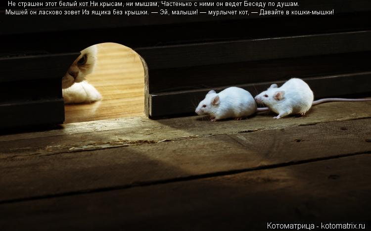 Котоматрица: Не страшен этот белый кот Ни крысам, ни мышам, Частенько с ними он ведет Беседу по душам. Мышей он ласково зовет Из ящика без крышки. — Эй, мал
