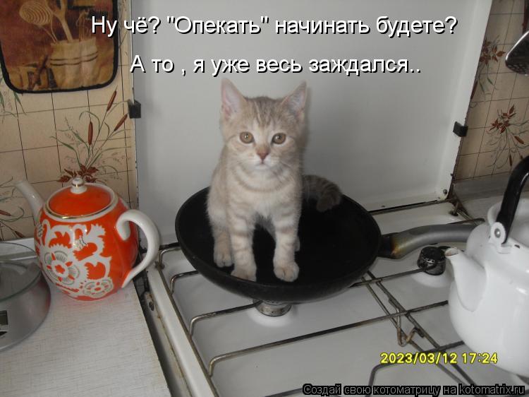 Котоматрица: Ну чё? "Опекать" начинать будете? А то , я уже весь заждался..