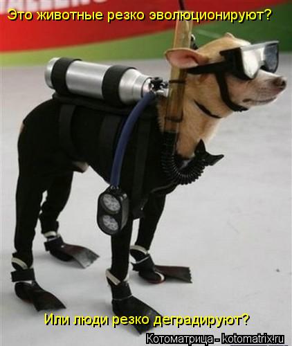 Котоматрица: Это животные резко эволюционируют? Или люди резко деградируют?