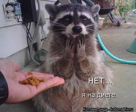Котоматрица: НЕТ.... я на диете