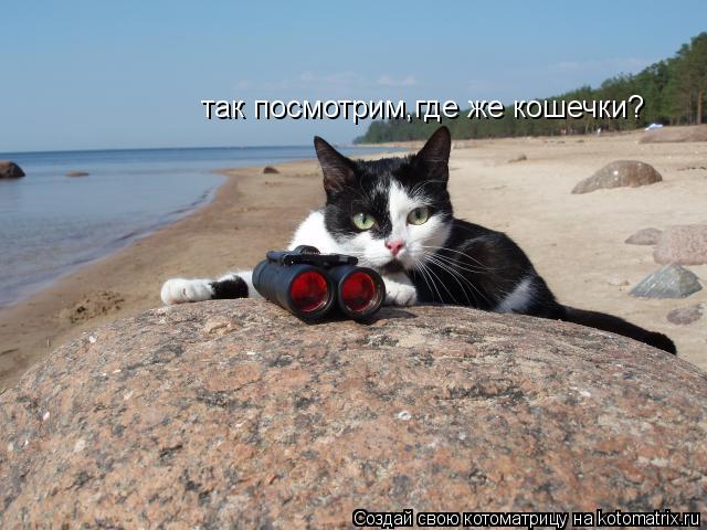 Котоматрица: так посмотрим,где же кошечки?
